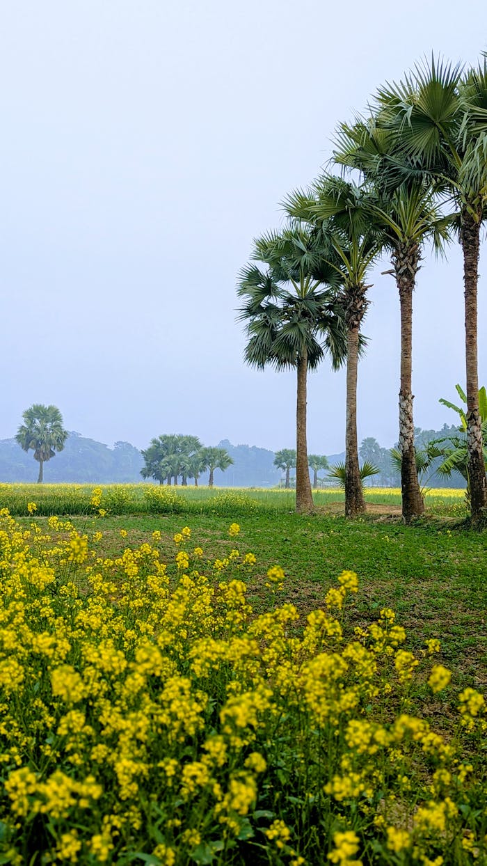 A serene mustard field with lush palm trees under a clear sky.